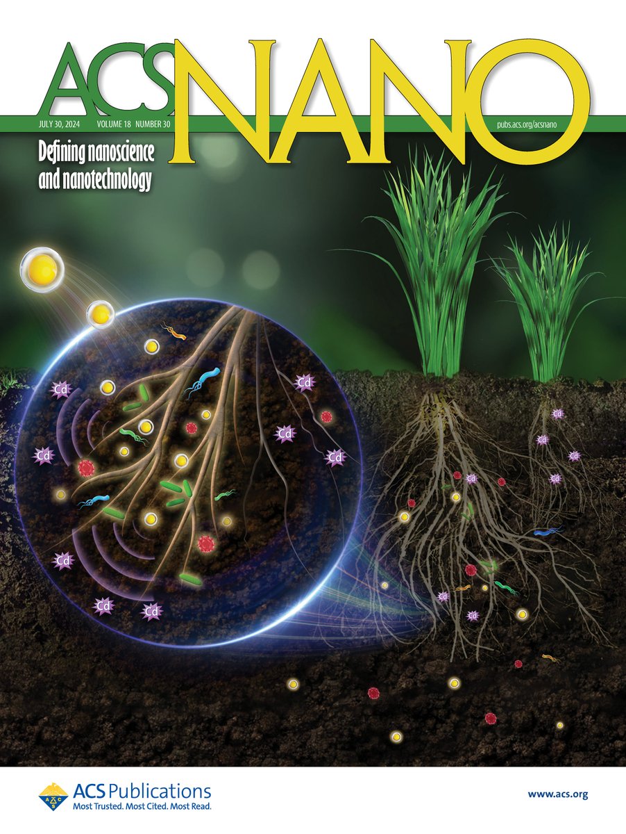 acsnano's tweet photo. In this week’s cover story: Investigation into the mechanisms by which #AloeVeraExtract gel-biosynthesized (AVGE) #SeleniumNanoparticles (Se NPs) alleviated cadmium (Cd)-induced toxicity to #OryzasativaL.

Read: https://t.co/vQqdYaNlOz https://t.co/PLvhVqtzOY