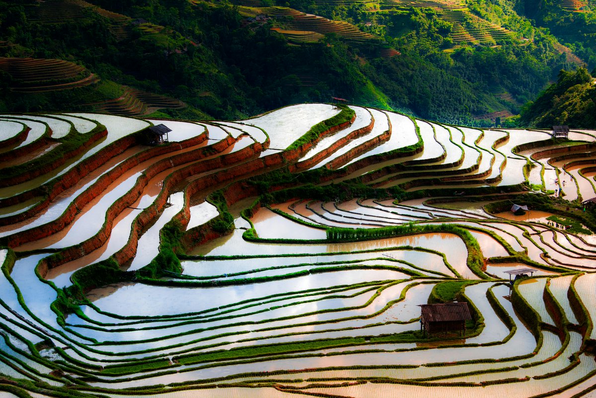 ApgSpain's tweet photo. ¿Sabías que los arrozales en terrazas de las cordilleras de #Filipinas son un bien declarado como Patrimonio de la Humanidad por la Unesco?

✈️Vuela con @flyPAL  para adentrarte en el verde de sus arrozales.

APG Spain - Agente general de @flyPAL https://t.co/gDsiK2jkqu