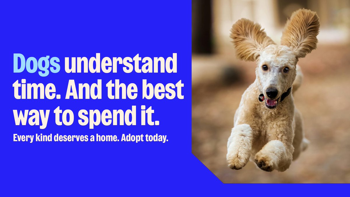 When is it time for dinner, walkies, hometime and zzz-time? Just ask the dog ⏰

We have dogs of every kind trying to sniff out a new family, including some who have been waiting months or even years. 

If you have a hound-shaped hole in your life, adopt: bit.ly/RSPCA_FindAPet