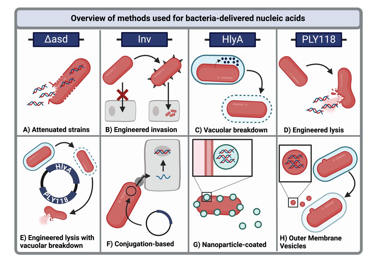 Alison Heggie (@alisonheggie) on Twitter photo Could bacteria be the next frontier in nucleic acid delivery? 🧬
<a href="/ProfTomEllis/">Tom Ellis</a>, <a href="/ThurstonLab/">Teresa Thurston</a> and I explore this in the latest <a href="/TrendsinBiotech/">Trends in Biotechnology</a> review article - doi.org/10.1016/j.tibt…
Here's the highlights 🧵 Could bacteria be the next frontier in nucleic acid delivery? 🧬
<a href="/ProfTomEllis/">Tom Ellis</a>, <a href="/ThurstonLab/">Teresa Thurston</a> and I explore this in the latest <a href="/TrendsinBiotech/">Trends in Biotechnology</a> review article - doi.org/10.1016/j.tibt…
Here's the highlights 🧵