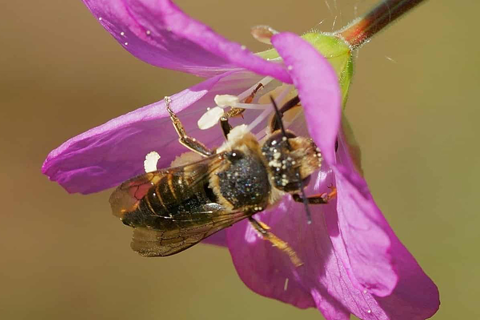 vildebier's tweet photo. The cuckoo bee, Coelioxys alatus (trækeglebi in Danish), found i July in Odense, brings the Danish bee fauna up to 297 species 😊🐝🐝🐝 https://t.co/ymLXIf5FeE 
photo © Kent Runge Poulsen https://t.co/zMtriGNXnn