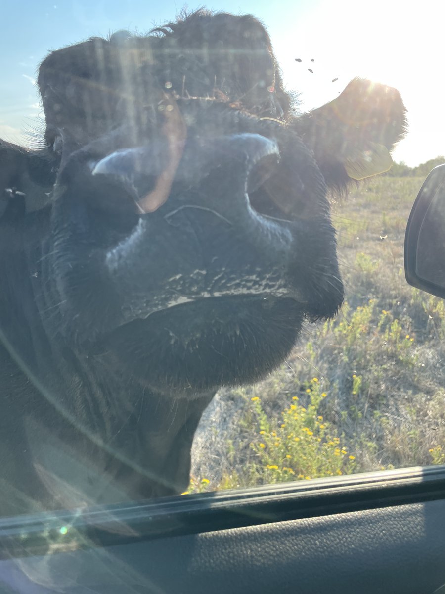 FemaleRancher's tweet photo. Checking in on our cattle and making sure they're minding their peas 'n cues. They thought we had cake, but it was a sad day for them—we were all out! 🐄😅

#FarmLife #CattleCheck #FarmHumor #LifeOnTheFarm #CountryLiving #FarmAdventures #PeasAndCues #CattleLife #RanchLife #Funny https://t.co/nge3qyFWMw