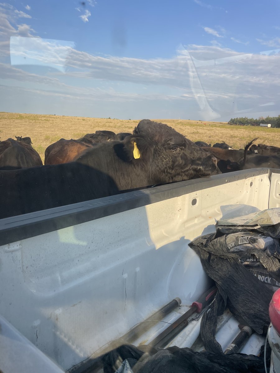 FemaleRancher's tweet photo. Checking in on our cattle and making sure they're minding their peas 'n cues. They thought we had cake, but it was a sad day for them—we were all out! 🐄😅

#FarmLife #CattleCheck #FarmHumor #LifeOnTheFarm #CountryLiving #FarmAdventures #PeasAndCues #CattleLife #RanchLife #Funny https://t.co/nge3qyFWMw