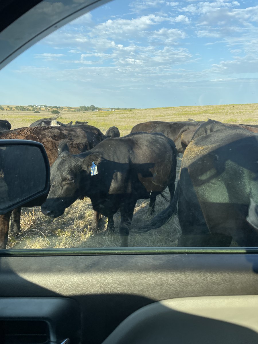 FemaleRancher's tweet photo. Checking in on our cattle and making sure they're minding their peas 'n cues. They thought we had cake, but it was a sad day for them—we were all out! 🐄😅

#FarmLife #CattleCheck #FarmHumor #LifeOnTheFarm #CountryLiving #FarmAdventures #PeasAndCues #CattleLife #RanchLife #Funny https://t.co/nge3qyFWMw
