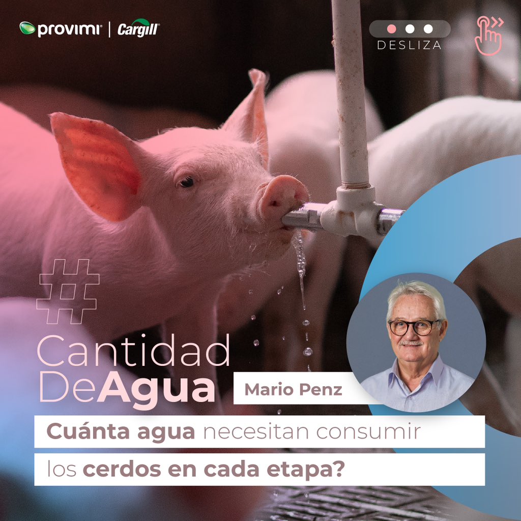 🐷💧La disponibilidad de agua en cantidad, calidad y temperatura adecuadas es esencial para asegurar el bienestar y la productividad de los cerdos en toda granja porcina.💧🐷