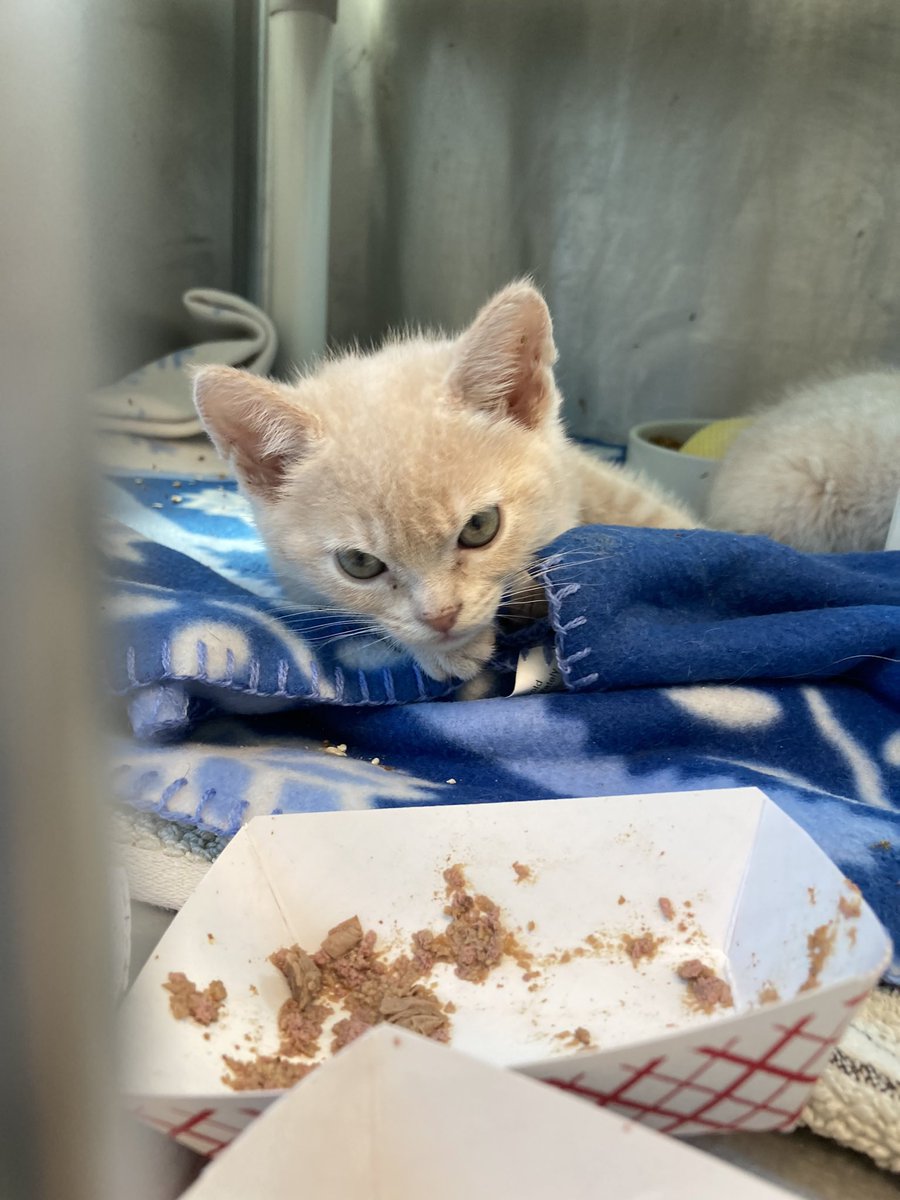 Happy #InternationalCatDay !😻 Why’s this boy so mad? 😠 He just out teachers on average spend $625 of their own money on their students each year!🤯💸 Can you make this kitten less angry by helping #clearthelist for his volunteer feeder-lady/teacher?🌟rb.gy/k88un3🌟