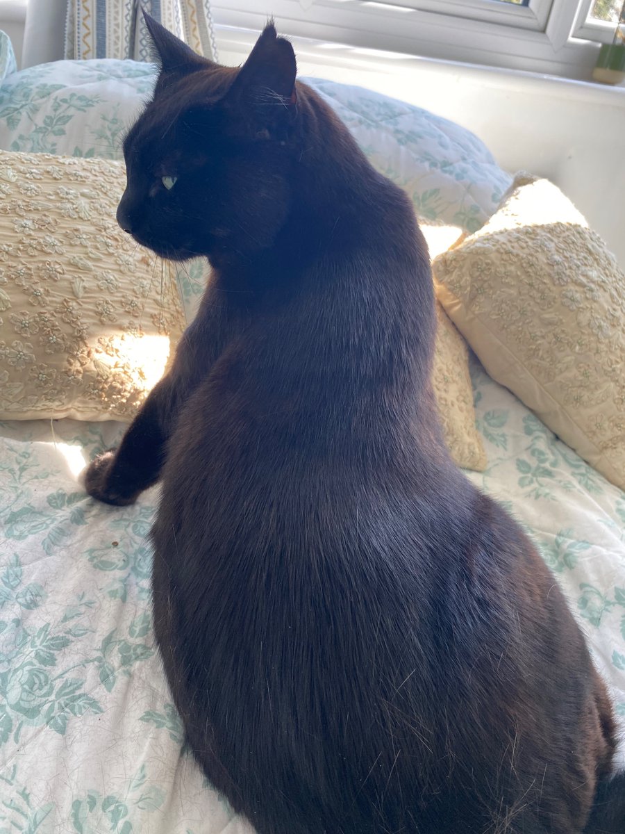 why is my cat posing like an insta baddie