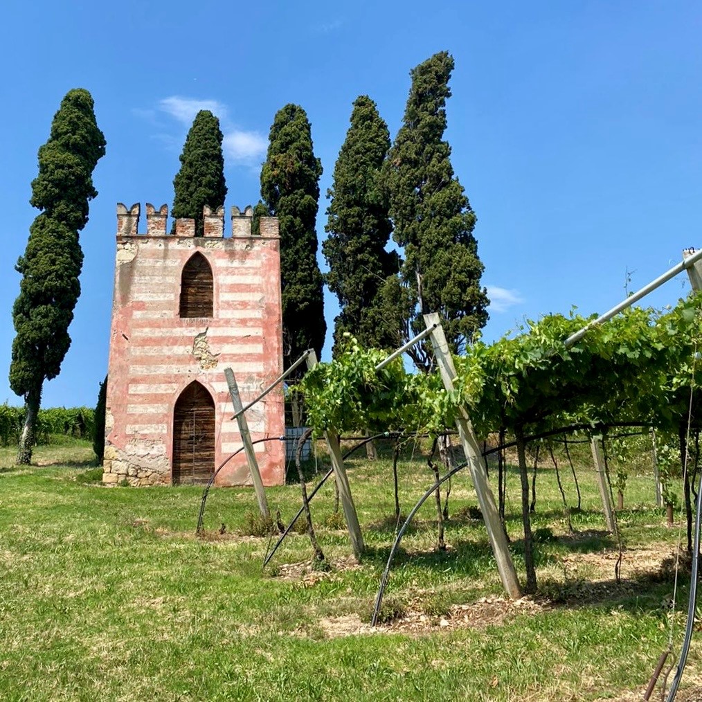 Beneath the #vineyards of #Soave lies a volcanic legacy that shapes every #grape. With crisp acidity and delicate floral notes, Soave DOC Classico is the reflection of the #terroir that defines it and a precise expression of the #Garganega grape🍇
#familyvineyard #SoaveClassico