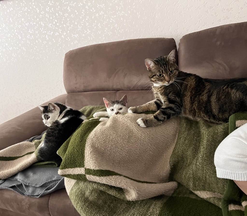 ewaveesports's tweet photo. Hello everyone!
 Today is world cat day, so we decided to provide some pictures of our "club cats"!😼

@V0IGHTr6 has enough cats, so no running out of pictures🥸

#EnVisionary🧡 https://t.co/9QYYMTJj9I
