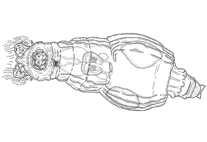 Zootaxa's tweet photo. Descriptions of three new species of Philodinida (#Rotifera, Bdelloidea) from #Korea
https://t.co/3JX0t6N7kk
#Taxonomy https://t.co/078iOPf6zl