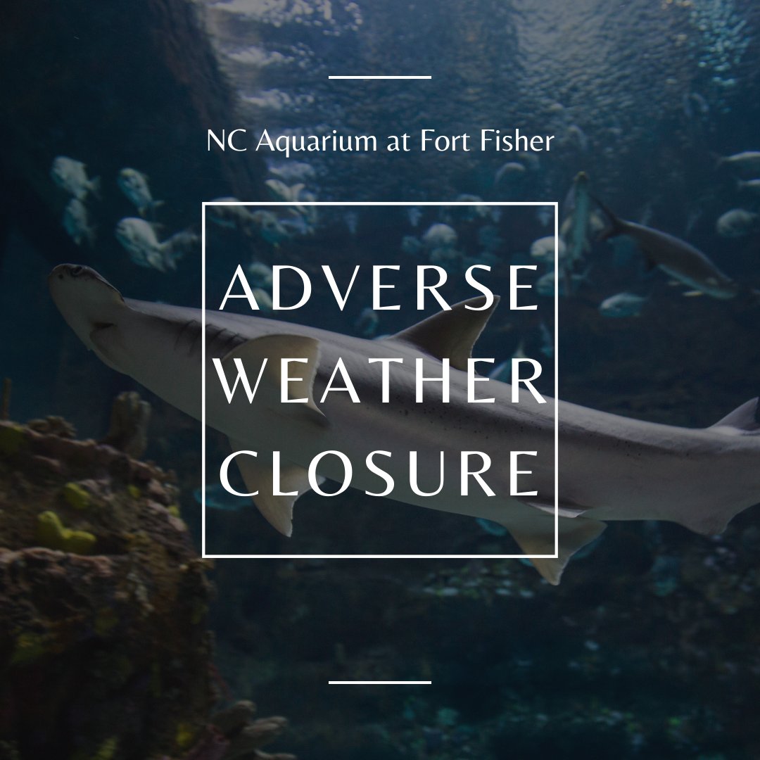 NCAquariumFF's tweet photo. As we continue to prioritize the safety of visitors, volunteers &amp; staff, NCAFF is closed today in response to the adverse weather caused by Tropical Storm Debby. 

Our staff is taking care of each other and the animals.

Please continue to watch this page for updates. Stay safe. https://t.co/6TKCWfwAfG