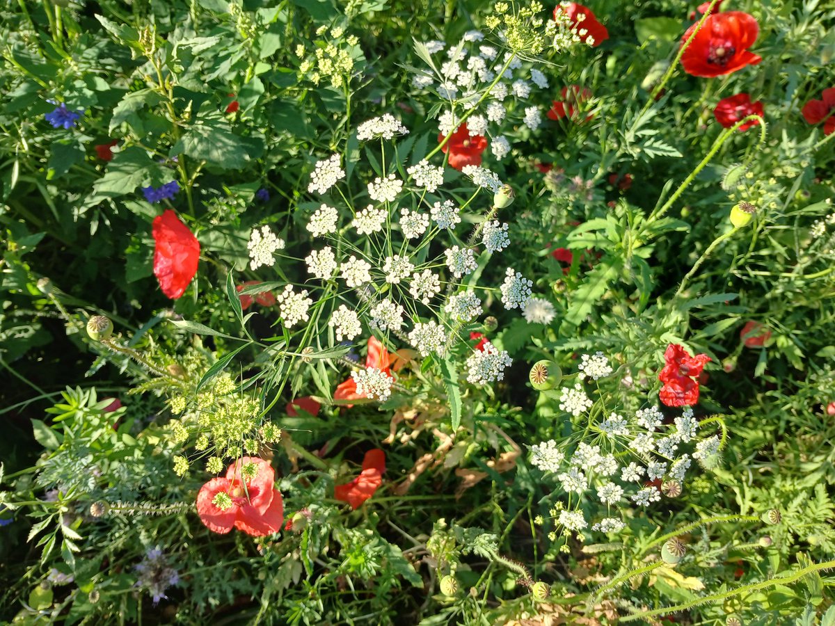 THEgARTener's tweet photo. @Go_Ahead_London  @lambeth_council  the #bees and i love the colourful #Flowers on what was waste ground. Well done on this #LambethBeeRoads #wildflowers initiative https://t.co/MyXSoGK4ve