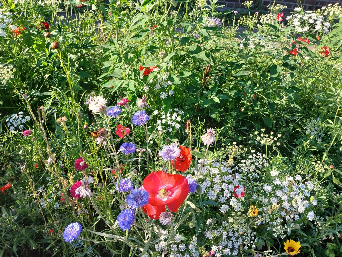 THEgARTener's tweet photo. @Go_Ahead_London  @lambeth_council  the #bees and i love the colourful #Flowers on what was waste ground. Well done on this #LambethBeeRoads #wildflowers initiative https://t.co/MyXSoGK4ve