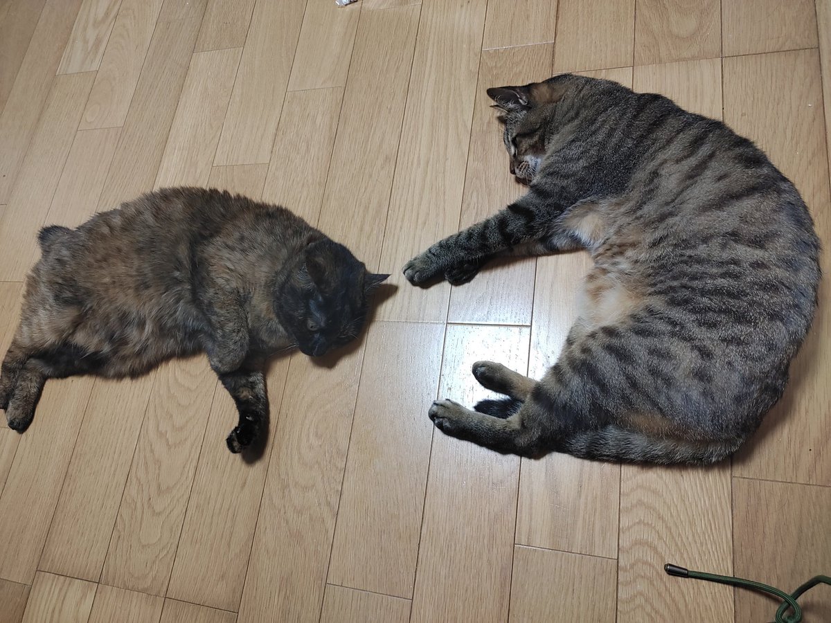 yoake2nyan's tweet photo. おっぱい強調したアイコンの人達がやたら地震情報流してるの何でなん??笑
あ、お久しぶりです。生きてます。
13連勤中の夜勤明けからそのまま出勤して帰ってきた今日です。
明日と明後日頑張れば休み!!!
待ってろお盆!! https://t.co/ex1pX8if8C