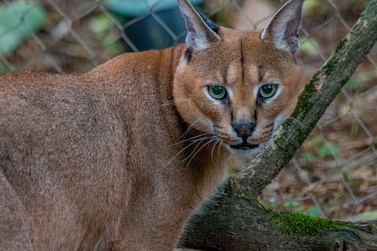 MemphisZoo's tweet photo. Happy International Cat Day! 🐾 ❤️ 

We love all our feline friends who call Memphis home! Cats have a strong history in Memphis. Ancient Egyptians believed that their gods could take many forms, including cats! 😮

#memphiszoo https://t.co/XGxw4vLMWG