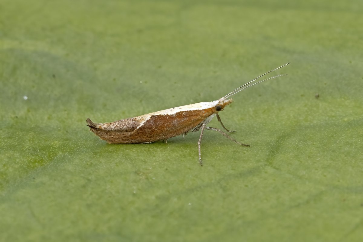 05/08 Burntisland 1,185 of 122. Best was new to VC85 Ypsolopha nemorella among a total of 9 NFY. There were also some interesting record single night counts including 89 Acrobasis advenella, 5 Buff Arches, 5 Shaded Broad-bar, 8 Flame Carpet, 9 Yellow Shell, and 10 Fan-foot. 2/2.