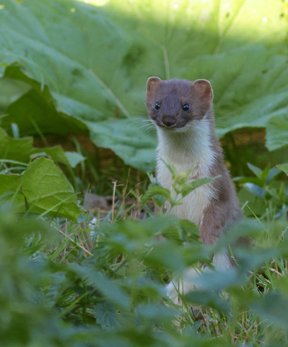 This cute Stoat popped up right in front of the hide this morning at Lemsford Springs HMWT Reserve. It also somersaulted amongst the weed control fabric which was blowing in the breeze. <a href="/HMWTBadger/">Herts & Middlesex Wildlife Trust</a>