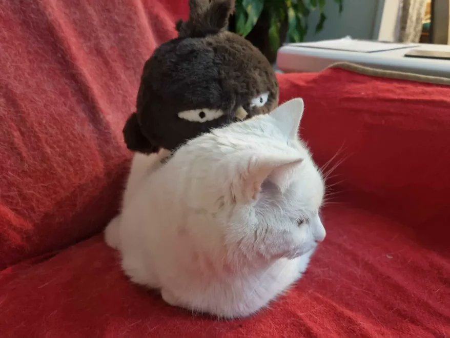 WitchSpringR's tweet photo. Let me share this super cute handmade Black Joe plushie🦉(made by Erkfir in Discord, Thanks🙌❤️) https://t.co/fdgY1H0WZy