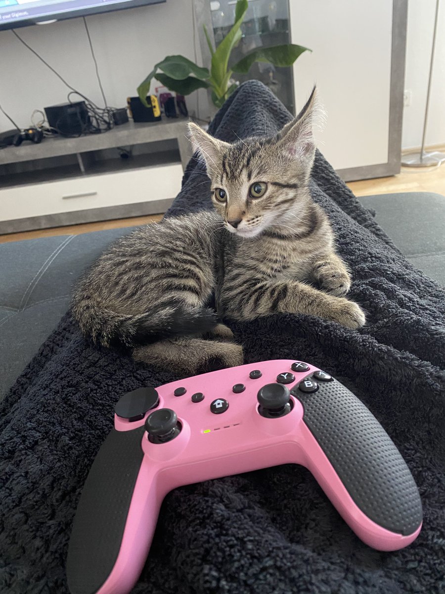 AgentinCookie's tweet photo. @KITKATGaming 🥹🥹 https://t.co/SSPsCwsHf5