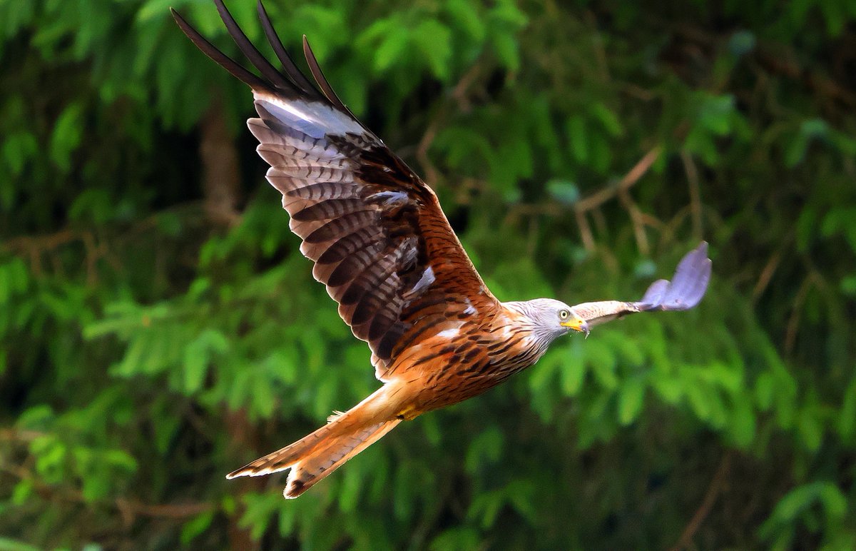 AntonWardPhoto's tweet photo. Red Kites over the skies of Wales #wales #Springwatch
@BBCSpringwatch @Natures_Voice @RSPBCymru
@ChrisGPackham @IoloWilliams2 @michaelastracha
#Springwatch2024 @BNYArian https://t.co/TfDUscEA0F