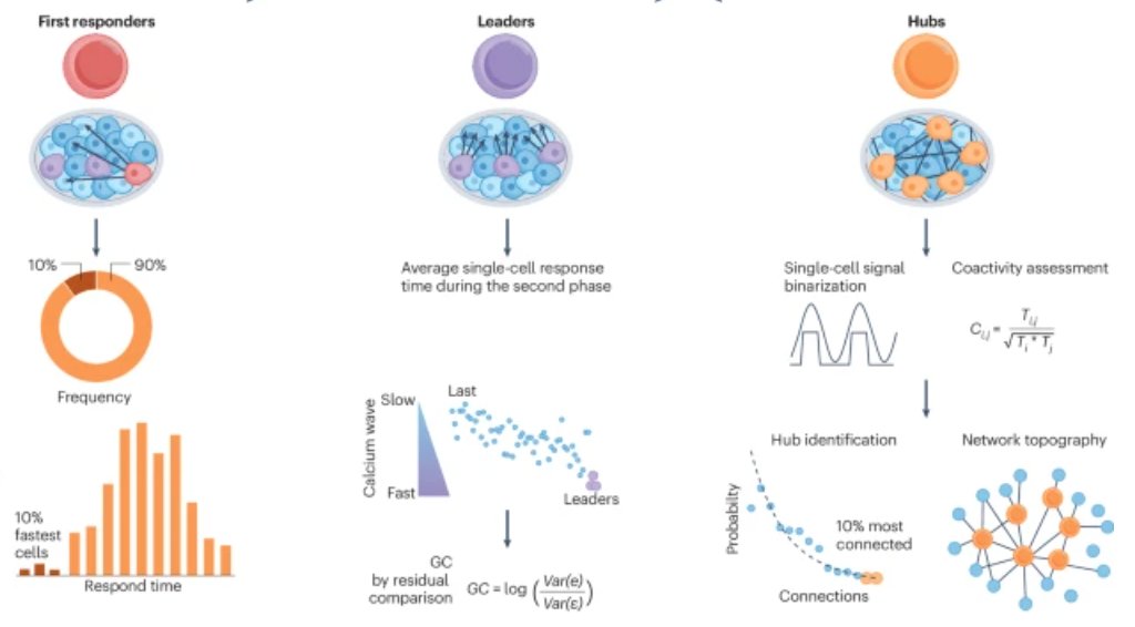 Guy Rutter1 (@guy_rutter) on Twitter photo Our review in Nat Metab discussing functional beta cell hierarchy and connectivity. We focus on experimental systems and analytical tools, providing links. <a href="/BennyScience/">Richard Benninger</a> <a href="/L_F_D_S/">Luis Delgadillo</a> <a href="/annekaren3007/">Anne Gresch</a> <a href="/CRCHUM/">Centre de recherche du CHUM</a> <a href="/ImperialMDR/">Metabolism, Digestion & Reproduction</a> <a href="/HIRN_CC/">HIRN</a> <a href="/thesugarscience/">the(sugar)science</a> <a href="/CIRTNetwork/">Canadian Islet Research and Training Network</a> 
nature.com/articles/s4225… Our review in Nat Metab discussing functional beta cell hierarchy and connectivity. We focus on experimental systems and analytical tools, providing links. <a href="/BennyScience/">Richard Benninger</a> <a href="/L_F_D_S/">Luis Delgadillo</a> <a href="/annekaren3007/">Anne Gresch</a> <a href="/CRCHUM/">Centre de recherche du CHUM</a> <a href="/ImperialMDR/">Metabolism, Digestion & Reproduction</a> <a href="/HIRN_CC/">HIRN</a> <a href="/thesugarscience/">the(sugar)science</a> <a href="/CIRTNetwork/">Canadian Islet Research and Training Network</a> 
nature.com/articles/s4225…