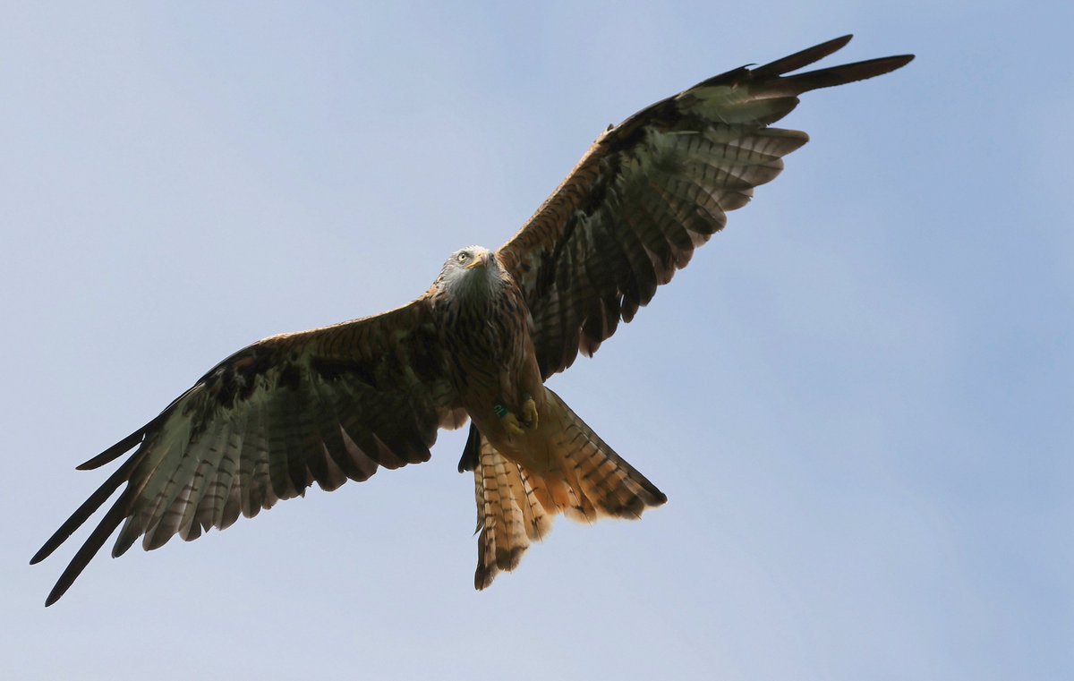 AntonWardPhoto's tweet photo. Red Kites over the skies of Wales #wales #Springwatch
@BBCSpringwatch @Natures_Voice @RSPBCymru
@ChrisGPackham @IoloWilliams2 @michaelastracha
#Springwatch2024 @BNYArian https://t.co/TfDUscEA0F