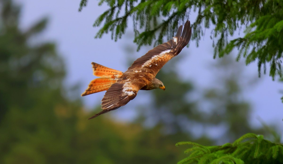 AntonWardPhoto's tweet photo. Red Kites over the skies of Wales #wales #Springwatch
@BBCSpringwatch @Natures_Voice @RSPBCymru
@ChrisGPackham @IoloWilliams2 @michaelastracha
#Springwatch2024 @BNYArian https://t.co/TfDUscEA0F