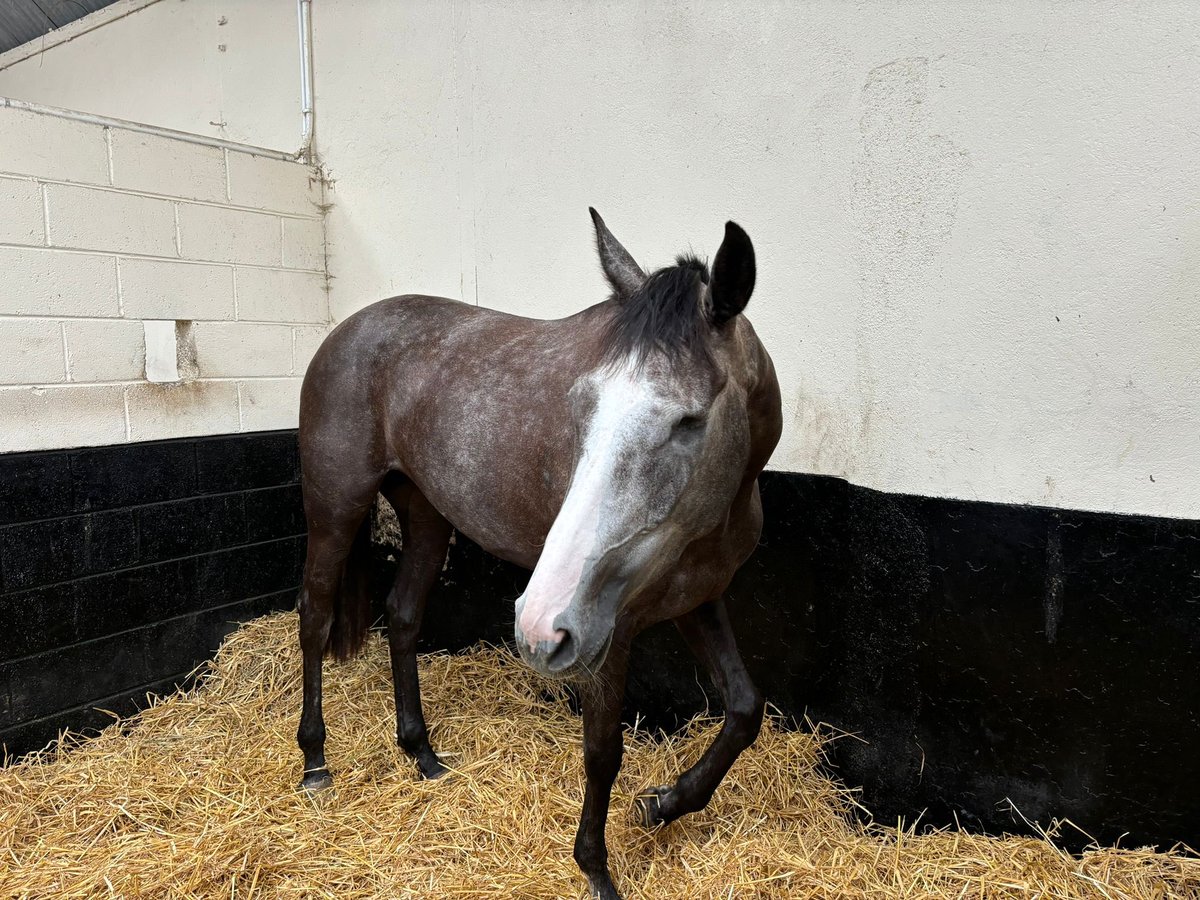 ClosuttonRacing's tweet photo. Eyecanboogie, a lovely grey mare aptly named as she has only one eye, declared to run @kilbegganraces on Saturday under Patrick Mullins. 

A mare close to all our hearts. 🥰 https://t.co/8Ufo3mmb9i