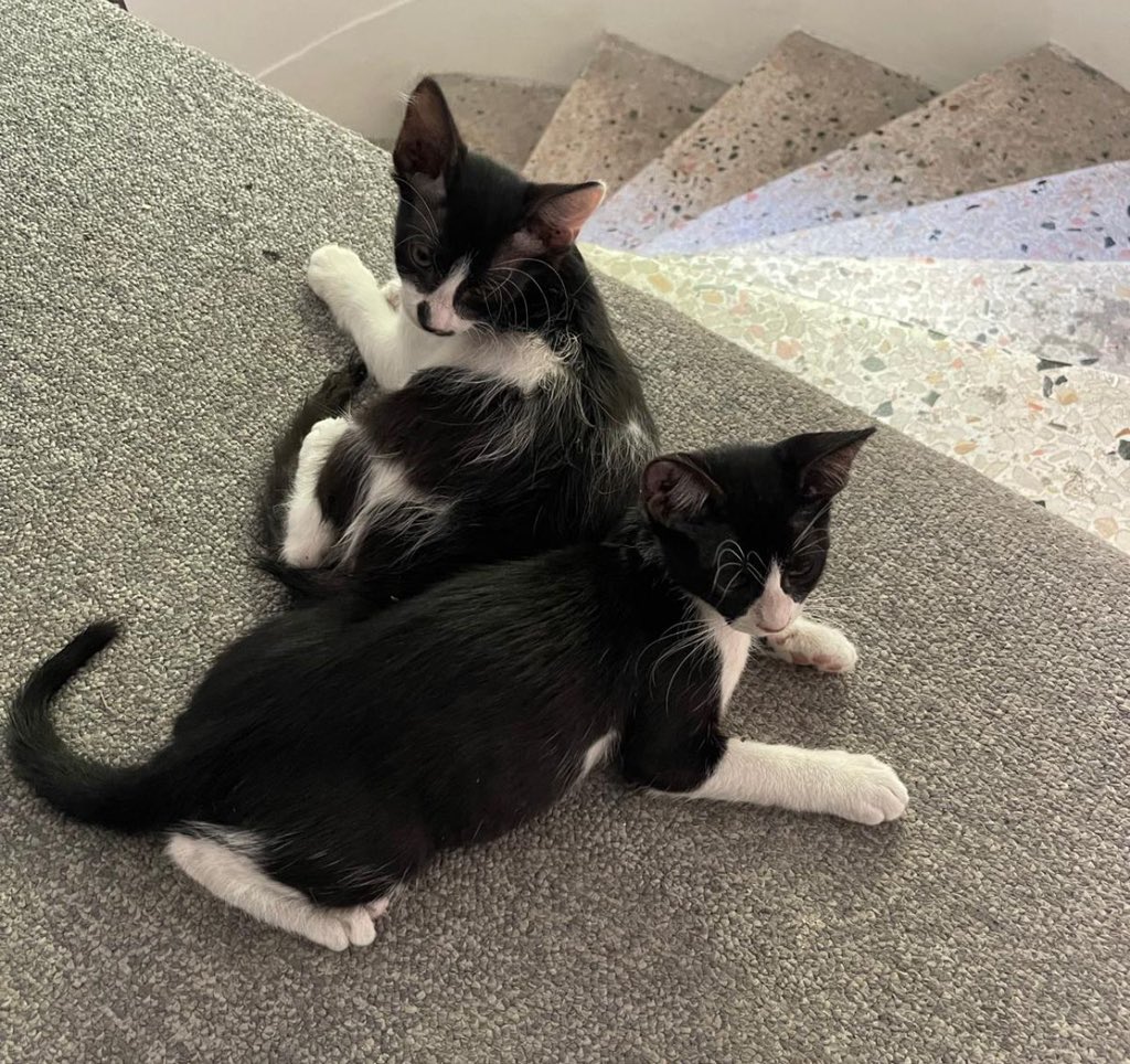 We are happy to have little friends who share life with busforus on World Cat Day.

#busforusistanbul

Dünya Kediler Günü’nde Busforus ile yaşamı paylaşan minik dostlarımız iyi ki varlar.