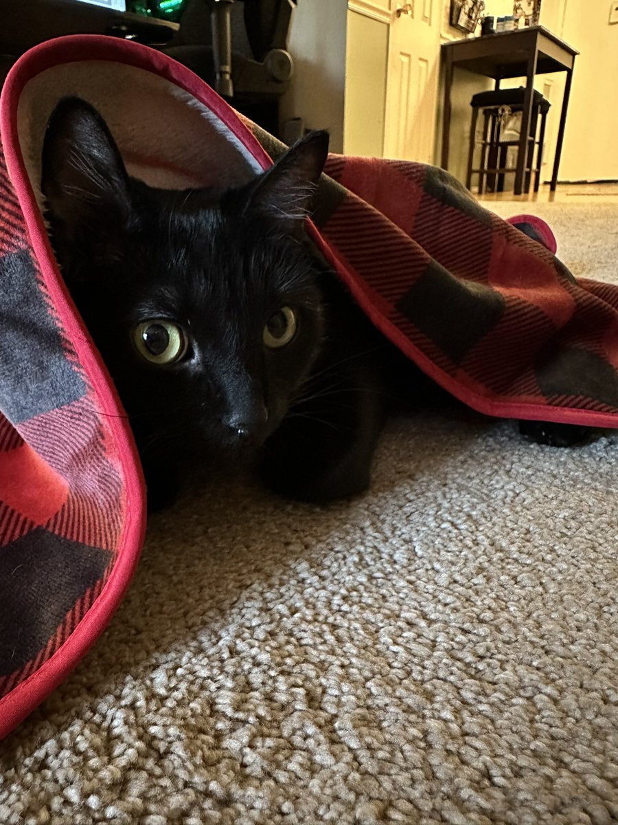 franqueiralex's tweet photo. happy international cat day to the love of my life marcy https://t.co/vCAMJ3HFm2