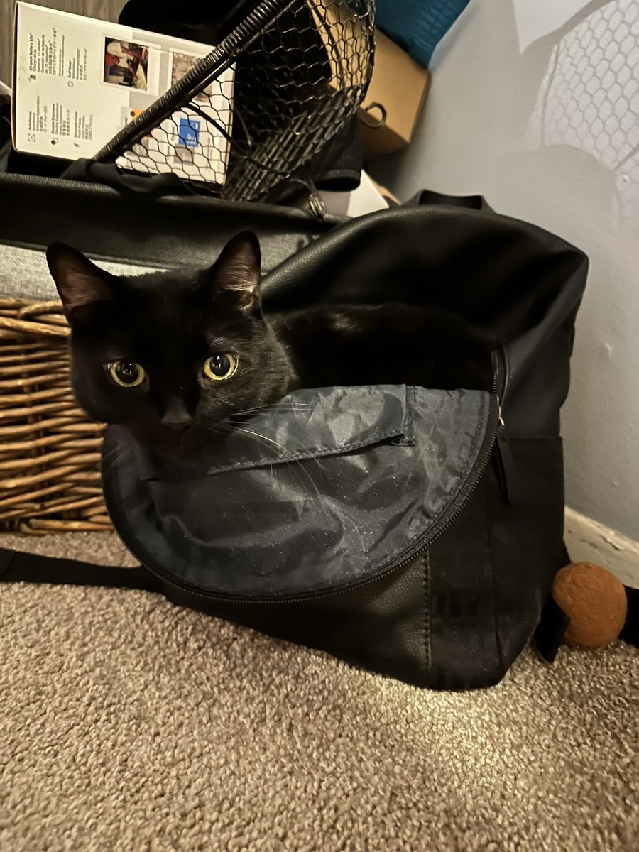 franqueiralex's tweet photo. happy international cat day to the love of my life marcy https://t.co/vCAMJ3HFm2