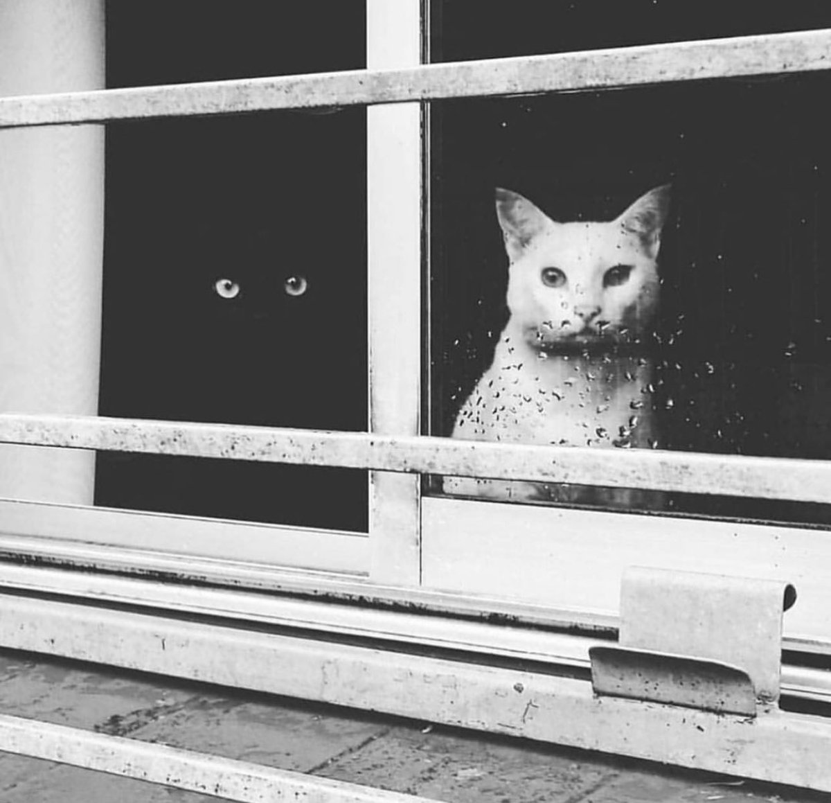 streetphotofdn's tweet photo. International Cat Day
Today’s feature: Flavio Franja 
Street Photographers Foundation https://t.co/F0yKVNNCJ8