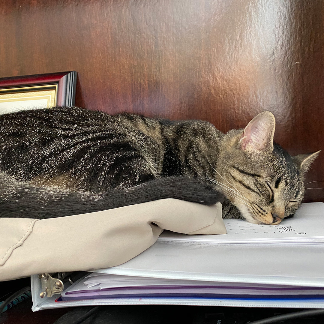 CLTBelkCollege's tweet photo. We’re celebrating #InternationalCatDay 🐱 with the furry friends who bring joy to our faculty and staff. 

#BusinessNiners, we want to see your feline friends too! Share a photo of your kitty and tag us. Let’s fill the day with pawsitive vibes and meow-velous moments together! 😻 https://t.co/GKpJ6nqxD3