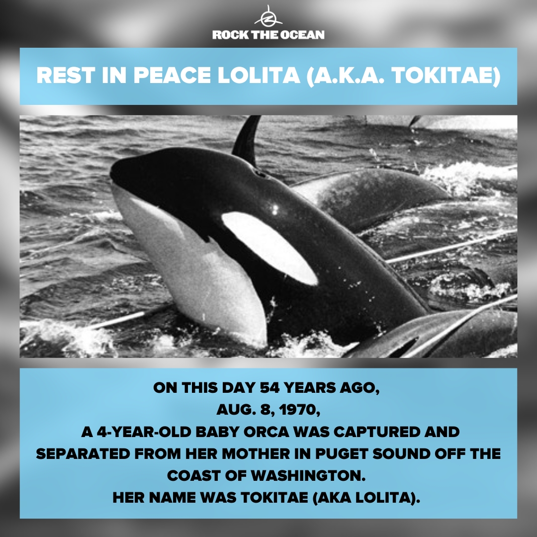 RockTheOcean's tweet photo. Today is the anniversary of a very sad day. Today is the day that Lolita, aka, Tokitae was captured from her home in the Salish Sea and forced to perform for entertainment for the next 53 years.
#RestInPeaceLolita #RestInPeaceTokitae https://t.co/rISORKZStk