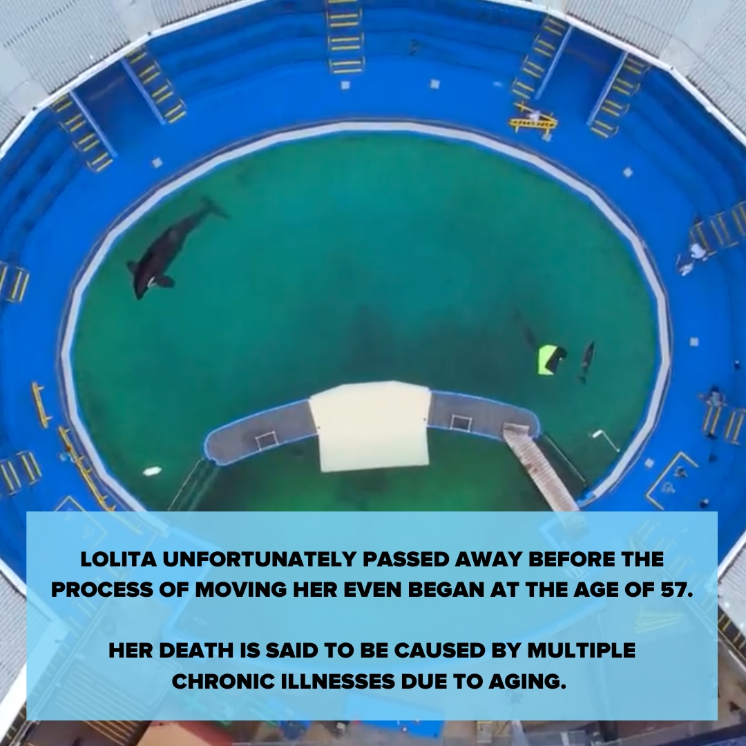 RockTheOcean's tweet photo. Today is the anniversary of a very sad day. Today is the day that Lolita, aka, Tokitae was captured from her home in the Salish Sea and forced to perform for entertainment for the next 53 years.
#RestInPeaceLolita #RestInPeaceTokitae https://t.co/rISORKZStk