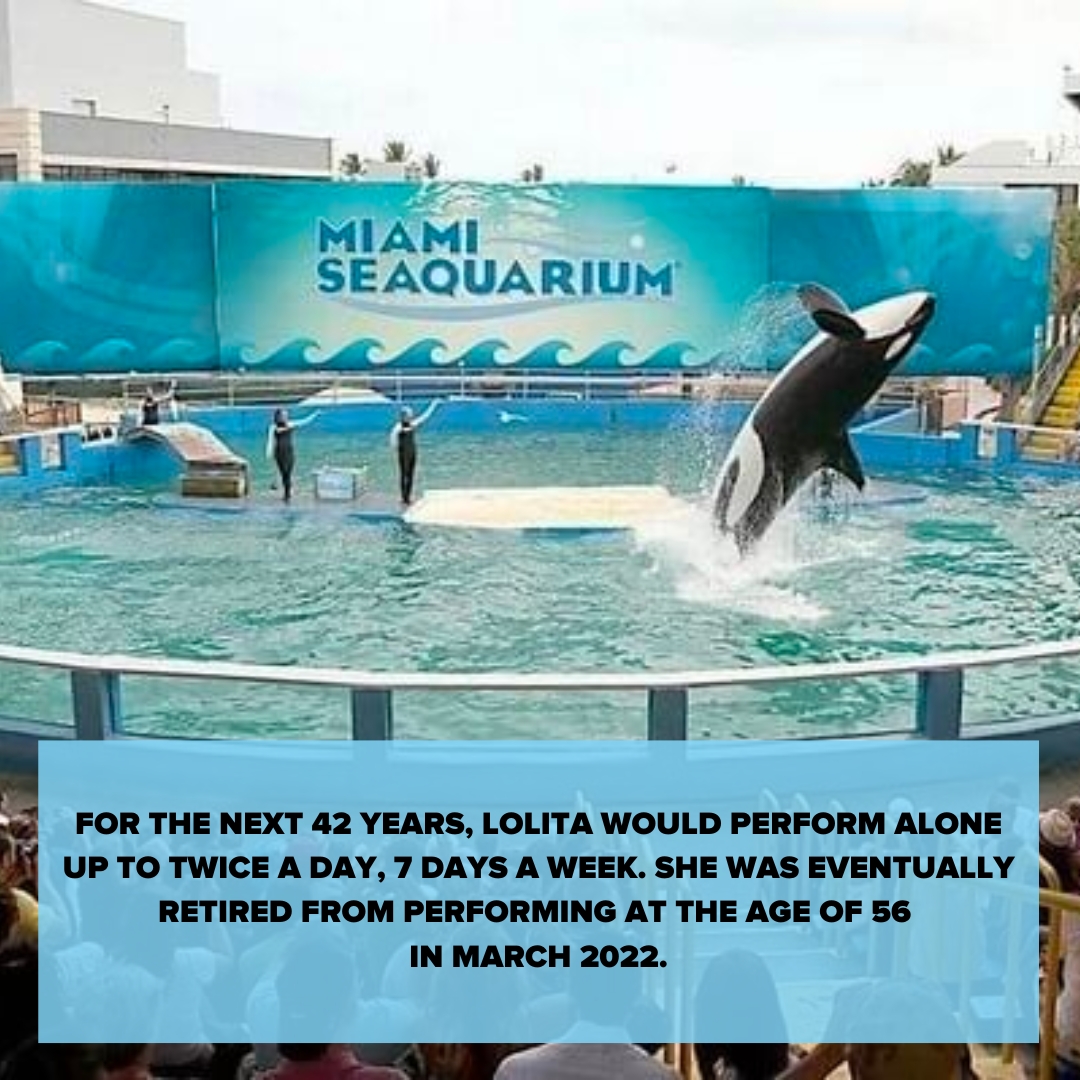 RockTheOcean's tweet photo. Today is the anniversary of a very sad day. Today is the day that Lolita, aka, Tokitae was captured from her home in the Salish Sea and forced to perform for entertainment for the next 53 years.
#RestInPeaceLolita #RestInPeaceTokitae https://t.co/rISORKZStk