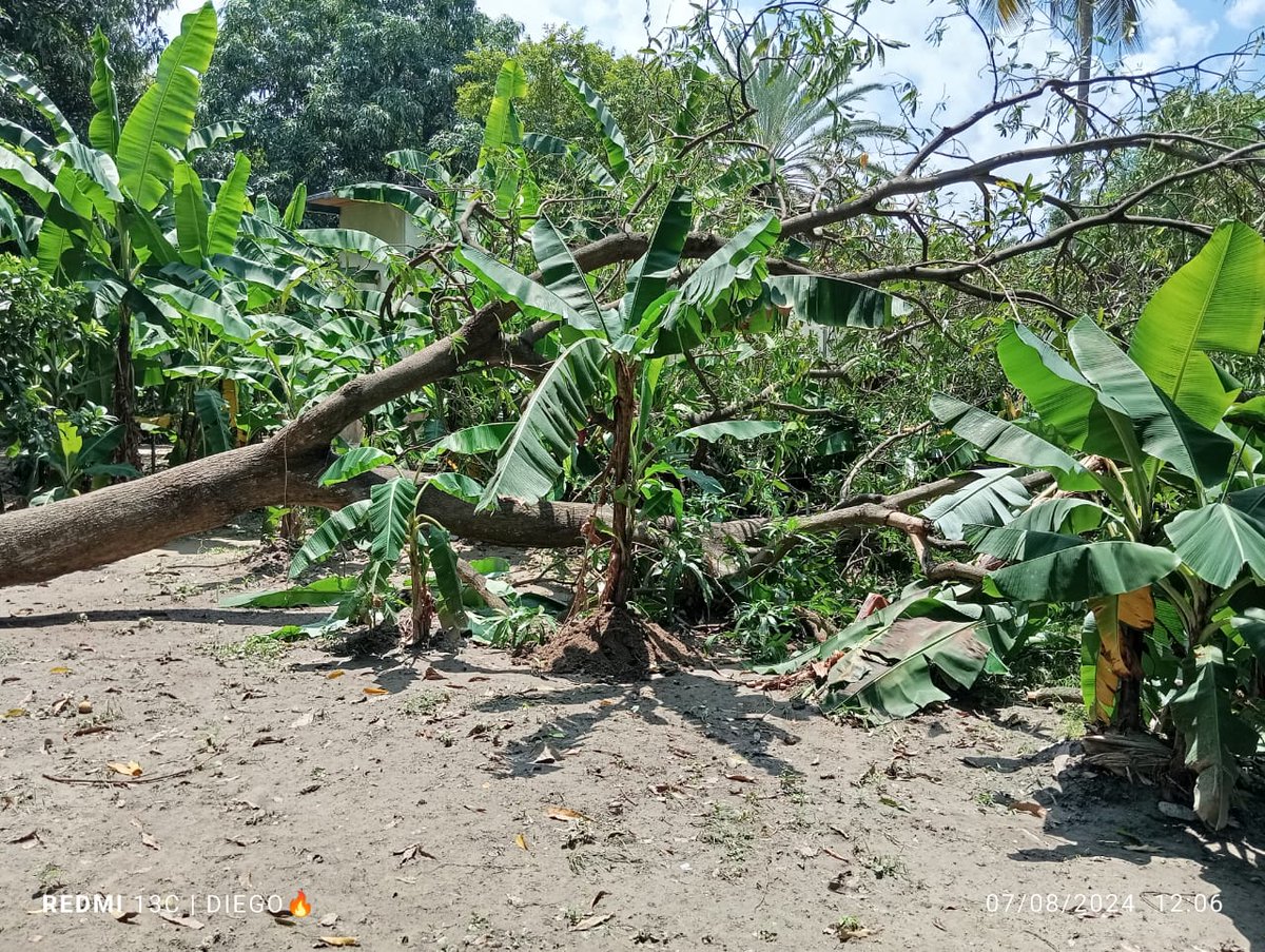 pcmbi's tweet photo. #7Ago Tala de Árbol 🌳 Caído de Especie Manguifera en las Instalaciones del Ancianato San José Sector Niño Jesus #MBI @BrullerbyPSUV @droopy171 @efrenochoa @PCivil_Ve @Zoedanaraguapc @DulceyParadaM @Vgrpc_MIJP @Forestales_13 https://t.co/fCwgBIvELW