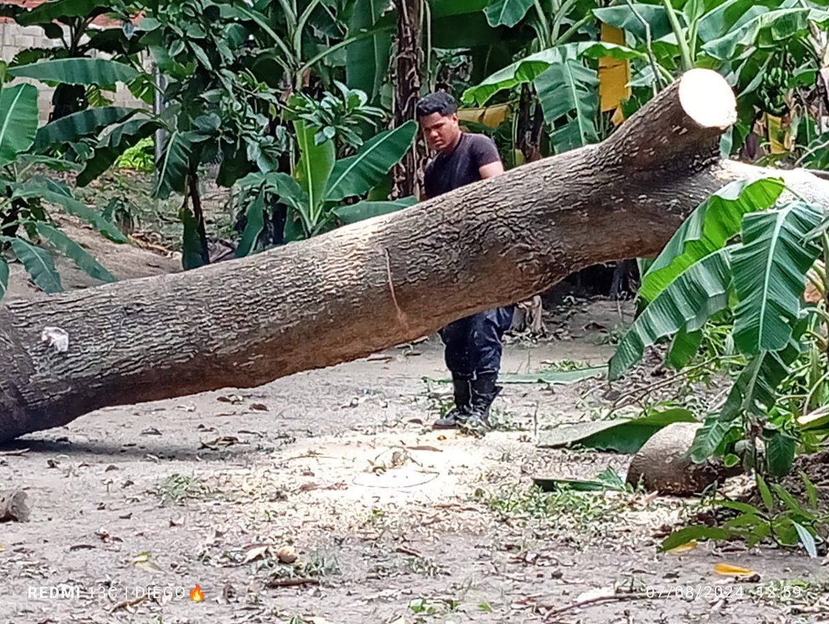 pcmbi's tweet photo. #7Ago Tala de Árbol 🌳 Caído de Especie Manguifera en las Instalaciones del Ancianato San José Sector Niño Jesus #MBI @BrullerbyPSUV @droopy171 @efrenochoa @PCivil_Ve @Zoedanaraguapc @DulceyParadaM @Vgrpc_MIJP @Forestales_13 https://t.co/fCwgBIvELW