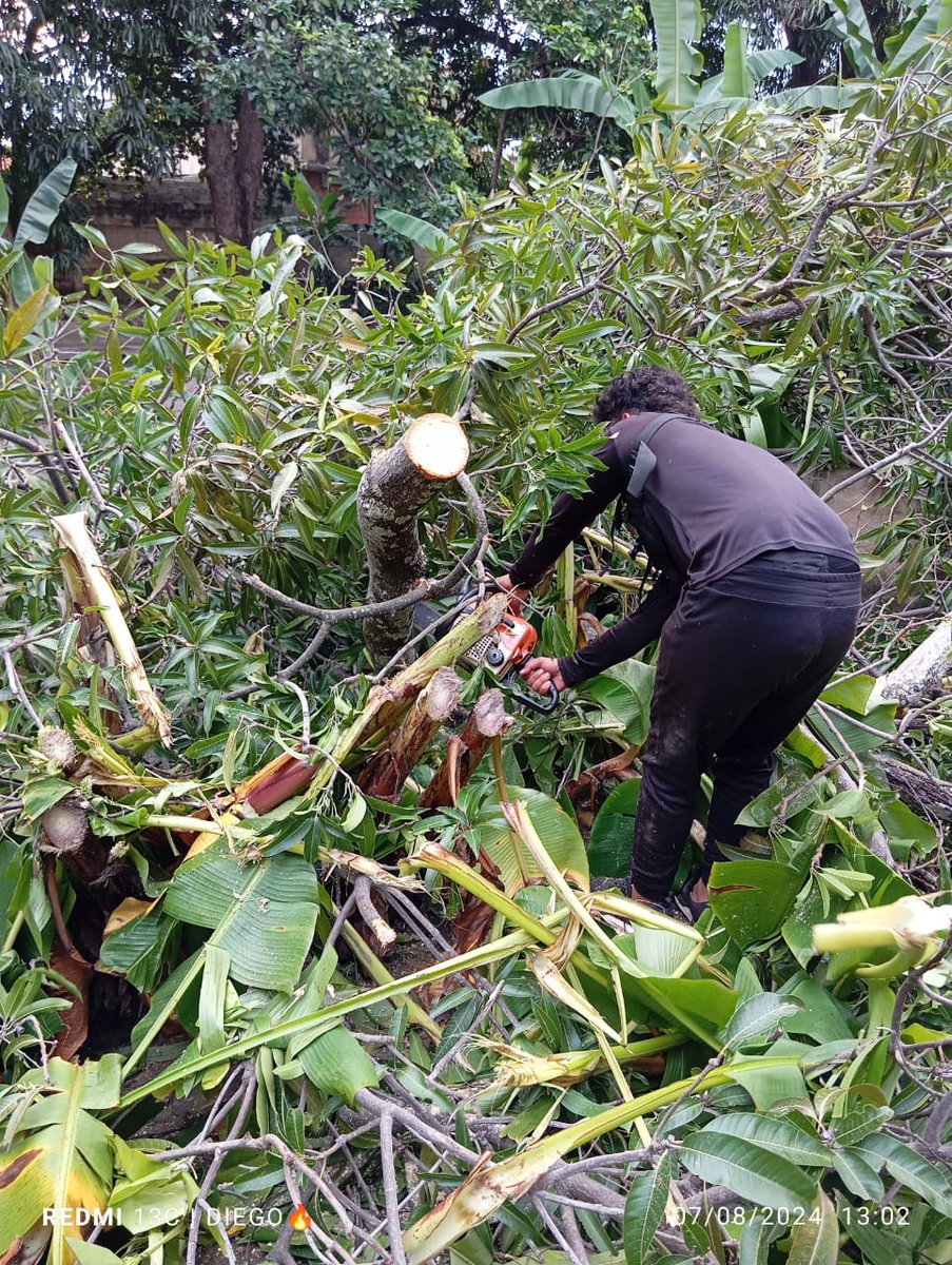 pcmbi's tweet photo. #7Ago Tala de Árbol 🌳 Caído de Especie Manguifera en las Instalaciones del Ancianato San José Sector Niño Jesus #MBI @BrullerbyPSUV @droopy171 @efrenochoa @PCivil_Ve @Zoedanaraguapc @DulceyParadaM @Vgrpc_MIJP @Forestales_13 https://t.co/fCwgBIvELW