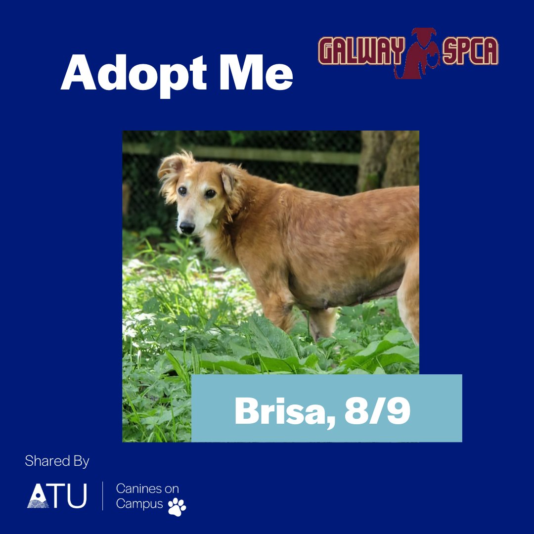 👋 Introducing the Beautiful Brisa! Please support our Canines on Campus fundraiser and help Brisa &amp; other rescue dogs find their forever homes 🐾

🥰 🐶Check out all the event details and view Brisa's  profile here 👉 atu.ie/caninesoncampus

#ATUK92024

<a href="/GalwaySPCA/">Galway SPCA</a>