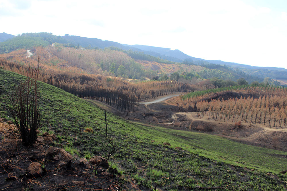 SA Forestry magazine tweet media