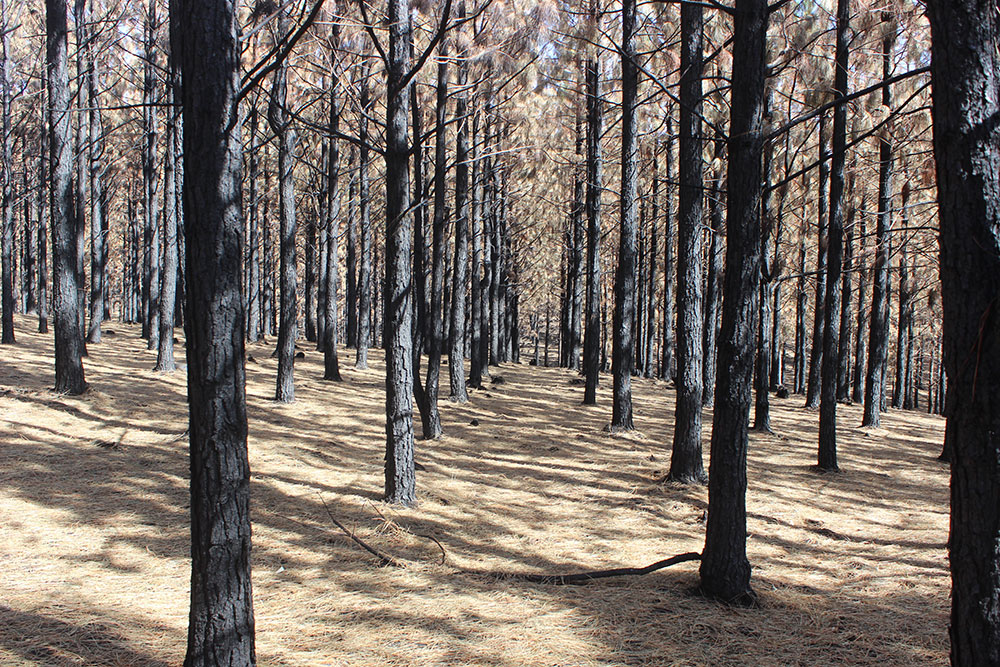 SA Forestry magazine tweet media