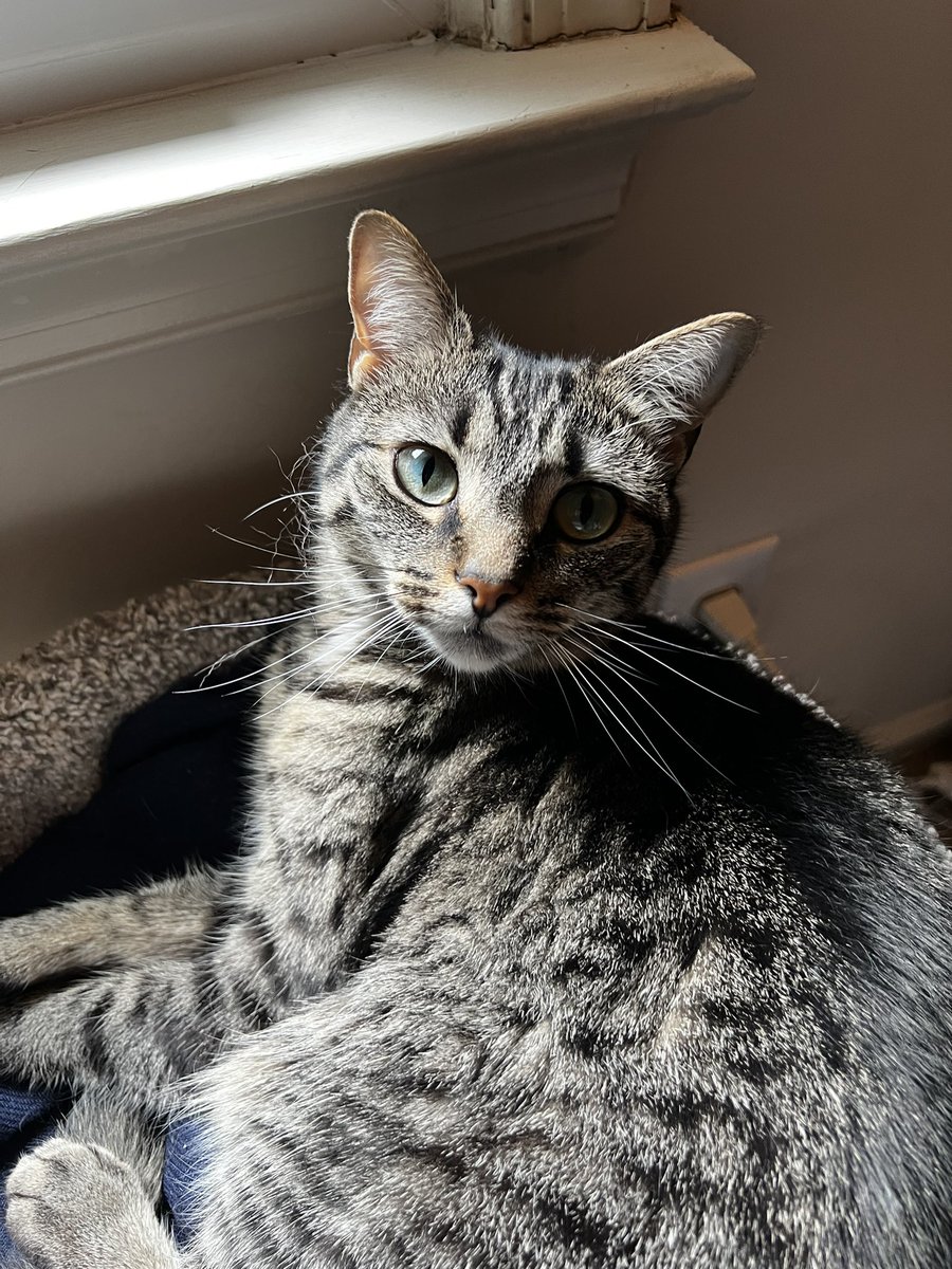 CianaPaye's tweet photo. Happy International Cat Day from my Sage to your furry friends! 🐱🫶🏼 #cat #CatsOfTwitter #InternationalCatDay https://t.co/diVUgfjOfE