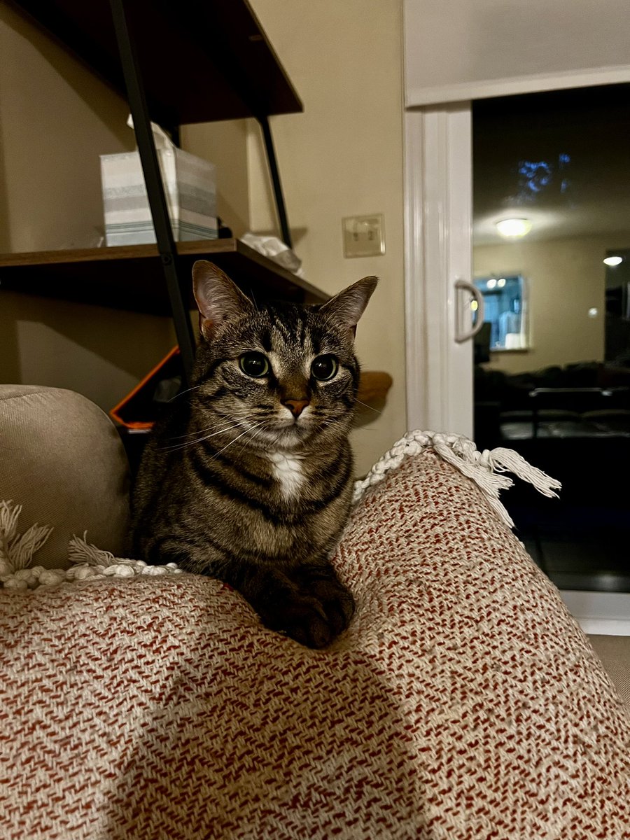 CianaPaye's tweet photo. Happy International Cat Day from my Sage to your furry friends! 🐱🫶🏼 #cat #CatsOfTwitter #InternationalCatDay https://t.co/diVUgfjOfE