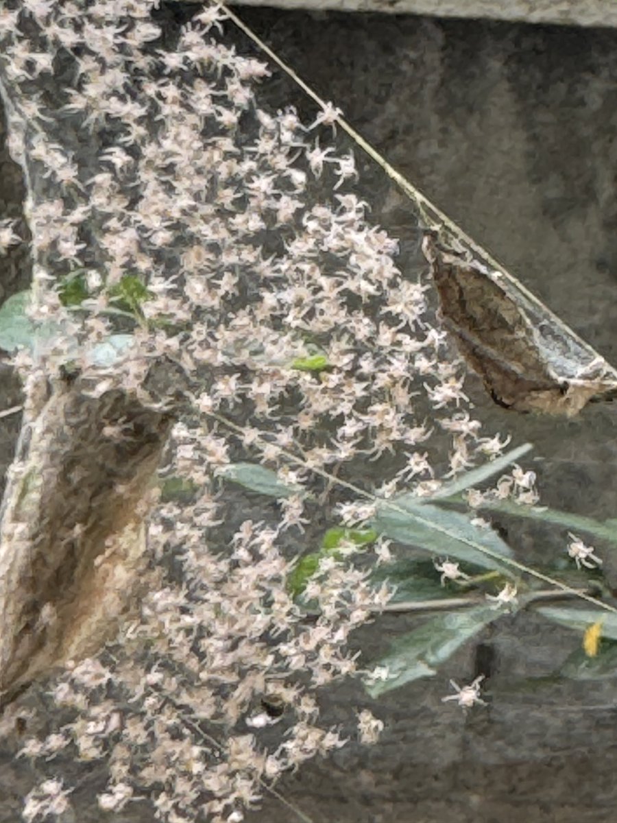 prasanna santhi (@prasannasanthi) on Twitter photo Good Evening friends. #InsectThursday. I have been observing this Spider from one month . 3 days back the large number of Baby spiders amazed me .
<a href="/advocateARULDEV/">மெட்ராஸ்காரன் ™</a> <a href="/scouse_kim/">scouse kim</a> <a href="/debnathpc/">Parimal Debnath</a> <a href="/PMSKTM/">PMS</a> <a href="/sundaresan1945/">அ.சுந்தரேசன்.</a> <a href="/English1Maiden/">Veritatis Cupitor</a> <a href="/nandita_sen/">Nandita Sen</a>
<a href="/periyakulam/">Janakiraman</a> <a href="/shaakbhaji/">Viren Patel</a> <a href="/peREMnial/">R. Pangan 🇨🇦</a> Good Evening friends. #InsectThursday. I have been observing this Spider from one month . 3 days back the large number of Baby spiders amazed me .
<a href="/advocateARULDEV/">மெட்ராஸ்காரன் ™</a> <a href="/scouse_kim/">scouse kim</a> <a href="/debnathpc/">Parimal Debnath</a> <a href="/PMSKTM/">PMS</a> <a href="/sundaresan1945/">அ.சுந்தரேசன்.</a> <a href="/English1Maiden/">Veritatis Cupitor</a> <a href="/nandita_sen/">Nandita Sen</a>
<a href="/periyakulam/">Janakiraman</a> <a href="/shaakbhaji/">Viren Patel</a> <a href="/peREMnial/">R. Pangan 🇨🇦</a>