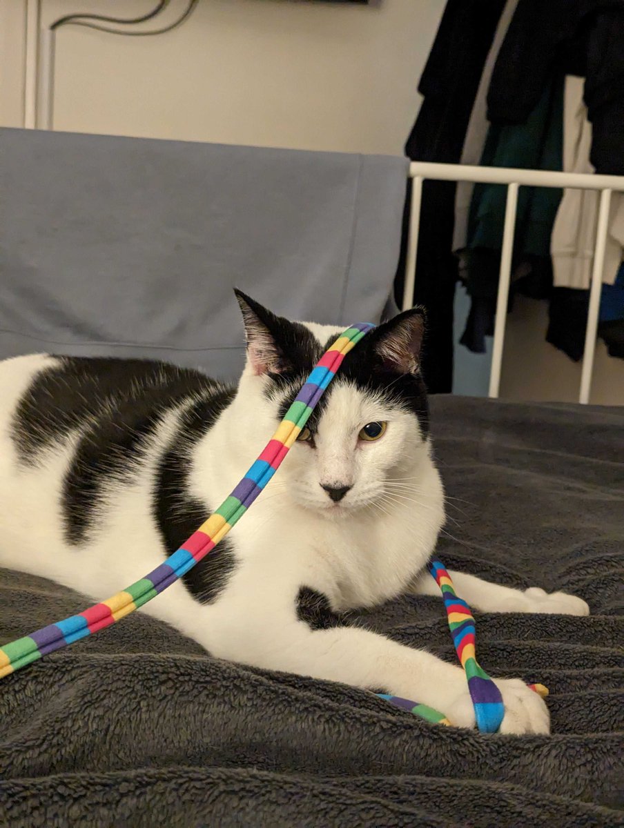 ProjectOpalLtd's tweet image. Today, we&apos;re celebrating International Cat Day!

Let&apos;s paws for a moment to appreciate the love and happiness our pets bring into our lives.
  
Give some love for Egg and Oreo, our CEO Harry&apos;s cats.

Show us your pets in the comments below! 

#CatLover #FurryFriends #projectopal