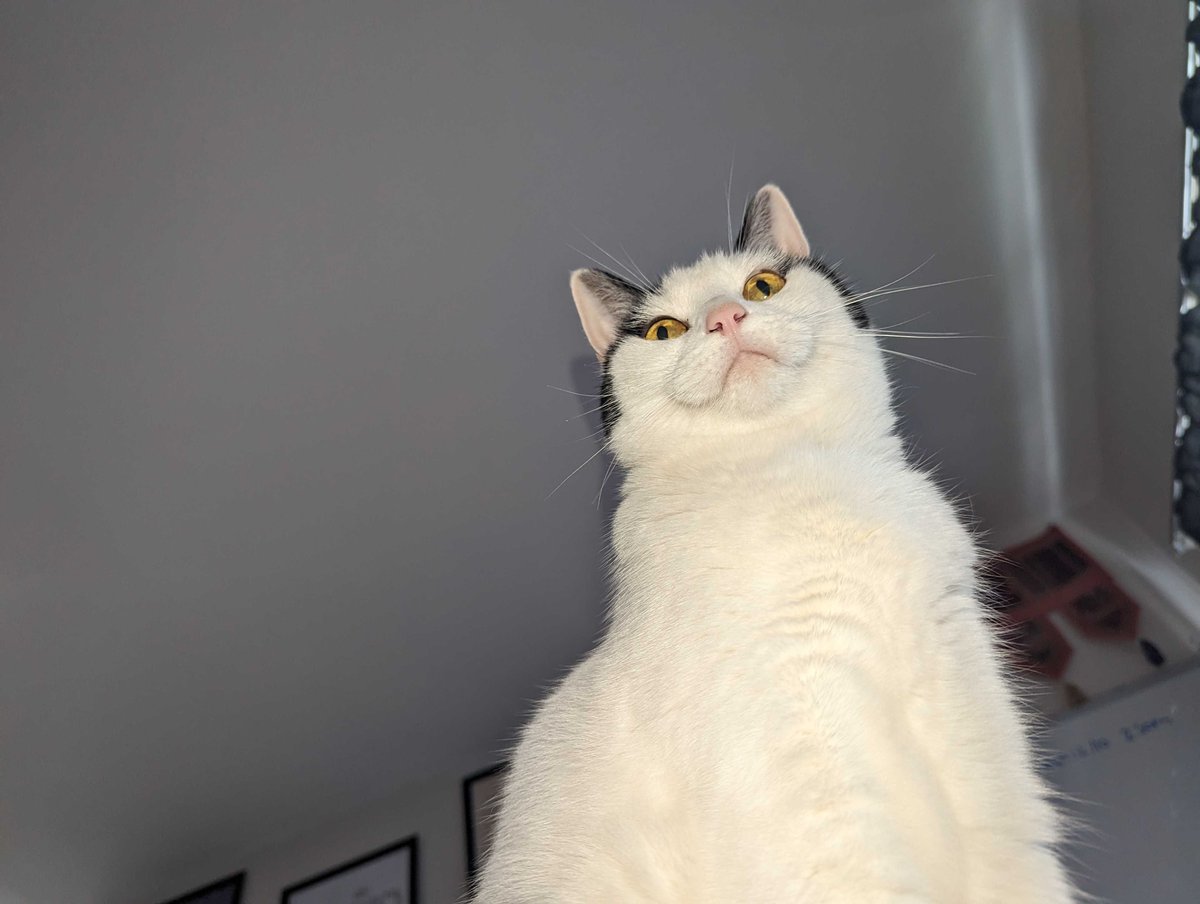 ProjectOpalLtd's tweet image. Today, we&apos;re celebrating International Cat Day!

Let&apos;s paws for a moment to appreciate the love and happiness our pets bring into our lives.
  
Give some love for Egg and Oreo, our CEO Harry&apos;s cats.

Show us your pets in the comments below! 

#CatLover #FurryFriends #projectopal