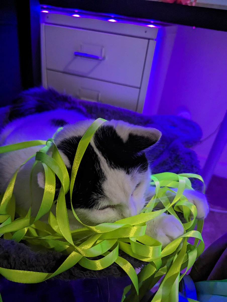 ProjectOpalLtd's tweet image. Today, we&apos;re celebrating International Cat Day!

Let&apos;s paws for a moment to appreciate the love and happiness our pets bring into our lives.
  
Give some love for Egg and Oreo, our CEO Harry&apos;s cats.

Show us your pets in the comments below! 

#CatLover #FurryFriends #projectopal