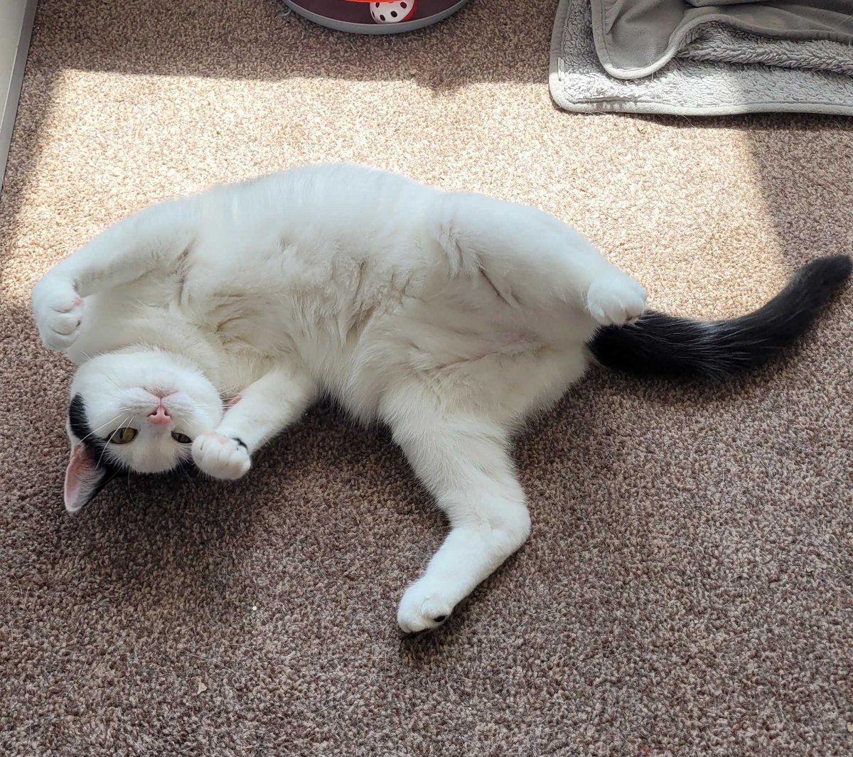 ProjectOpalLtd's tweet image. Today, we&apos;re celebrating International Cat Day!

Let&apos;s paws for a moment to appreciate the love and happiness our pets bring into our lives.
  
Give some love for Egg and Oreo, our CEO Harry&apos;s cats.

Show us your pets in the comments below! 

#CatLover #FurryFriends #projectopal