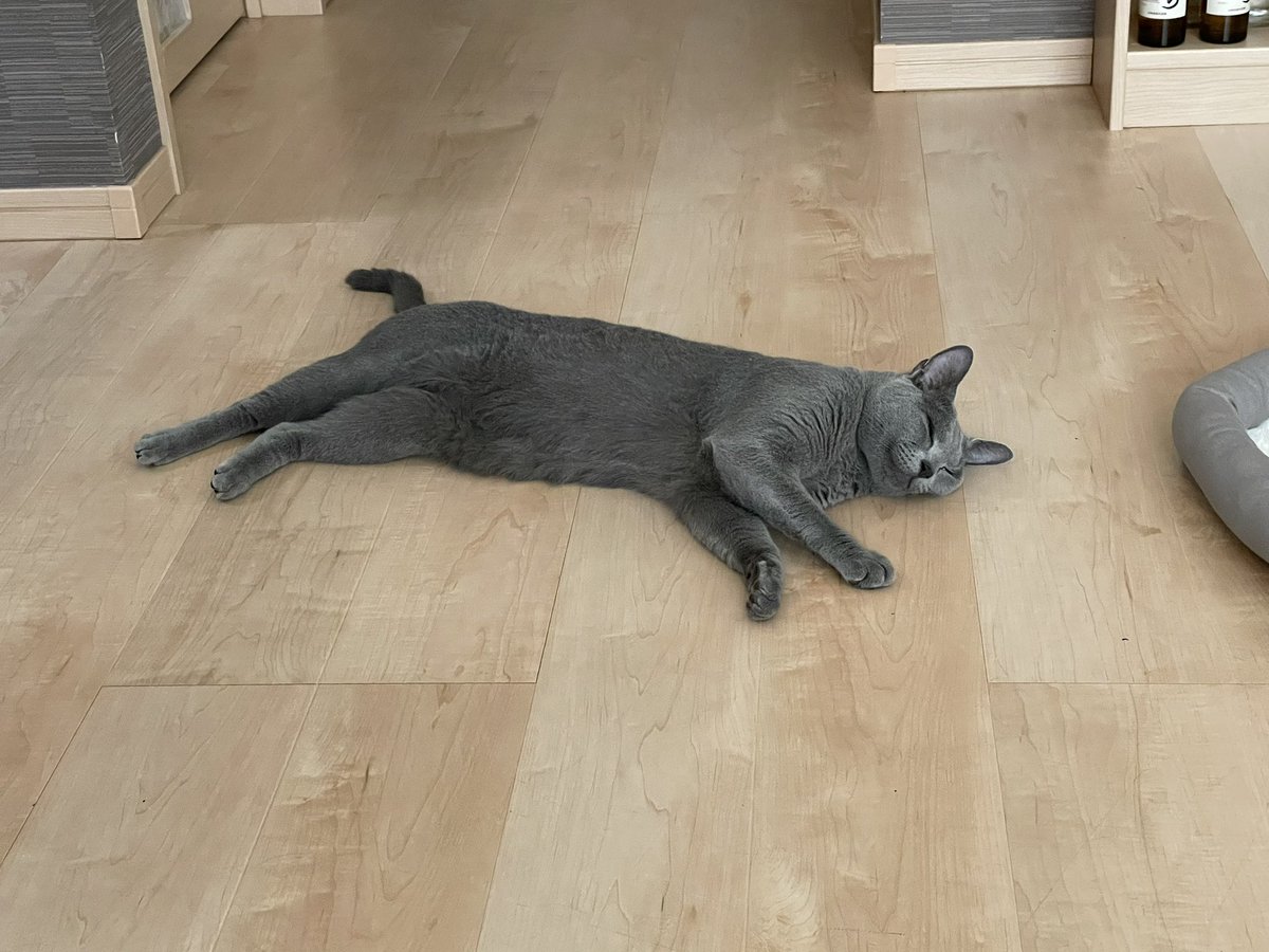 今年の夏休みもダラついてます。
#ロシアンブルー
#猫